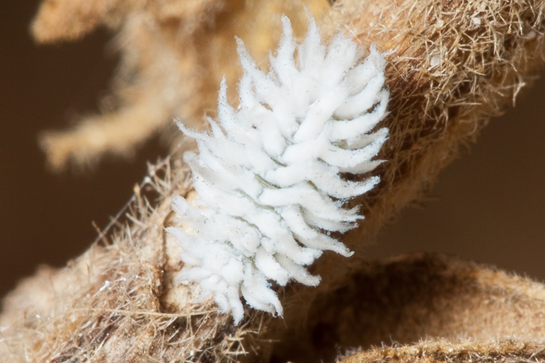 Coccinellidae: larva di Cryptolaemus montrouzieri